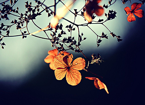 Esistere è cambiare; cambiare è maturare; maturare è continuare a creare se stessi senza fine.(Henry Bergson)