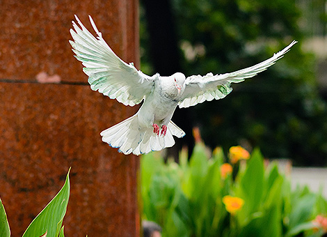 "Sii come il bambù, fuori duro e compatto, dentro morbido e cavo. Le sue radici sono saldamente confitte nel terreno si intrecciano con quelle di altre piante per rafforzarsi e sorreggersi a vicenda. Lo stelo si lascia investire liberamente dal vento,e lungi dal resistergli si piega. Ciò che si piega è molto più difficile a spezzarsi."(Pensiero buddista)