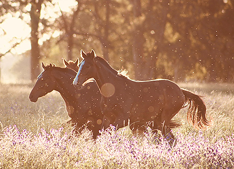 "Alla fine arriverà un tempo in cui i momenti difficili saranno solo storie da raccontare con orgoglio a chiunque vorrà udirle.E tutti le ascolteranno, pieni di rispetto, e apprenderanno tre insegnamenti fondamentali: Bisogna attendere con pazienza il momento opportuno per agire. Bisogna coltivare la saggezza che consente di non lasciarsi sfuggire le occasioni. Bisogna essere orgogliosi delle proprie cicatrici. Le cicatrici sono le medaglie che marchiano le carni e spaventano l&acute;avversario, mostrando che ha di fronte un uomo che possiede una grande esperienza nel combattimento. Molte volte questo porterà l&acute;altro a cercare il dialogo per evitare il conflitto. Le cicatrici sono più eloquenti della lama della spada che le ha provocate."(Paulo Coelho)