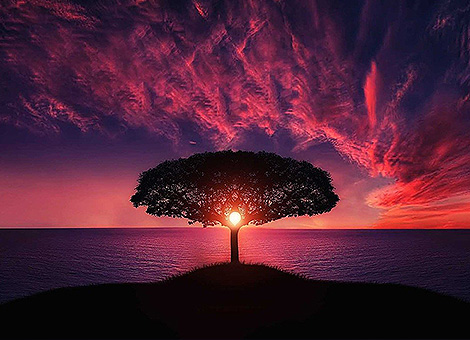 Non giudicare ciascun giorno in base al raccolto che hai ottenuto, ma dai semi che hai piantato.(Robert Louis Stevenson)