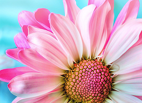 Un fiore non è in competizionecon i fiori accanto a lui.Semplicemente fiorisce.Sensei Ogui